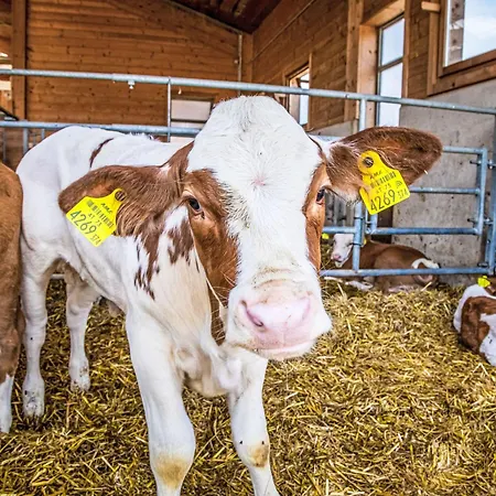 Hanserbauer-2 By Interhome Saalfelden