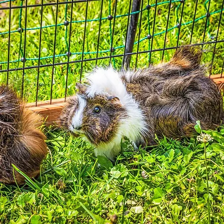 Hanserbauer-2 By Interhome Appartamento *