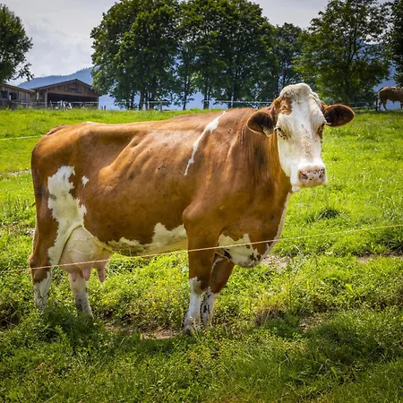 Hanserbauer-2 By Interhome Apartamento Saalfelden