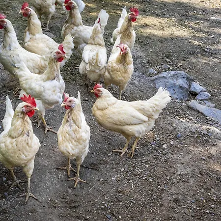 Appartamento Hanserbauer-2 By Interhome