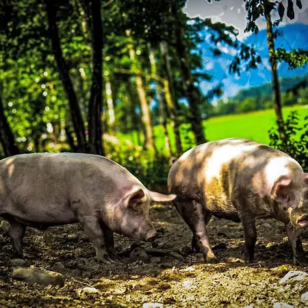 Hanserbauer-2 By Interhome Saalfelden