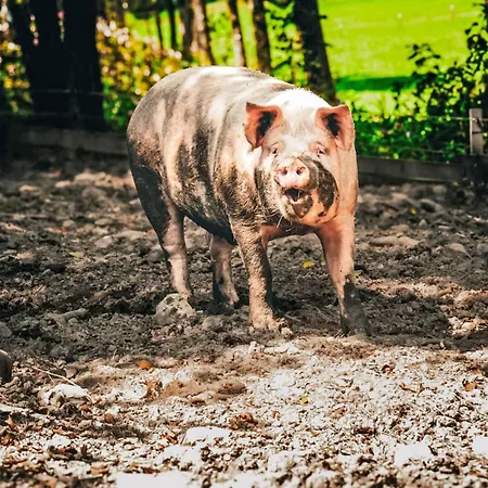 Hanserbauer-2 By Interhome Saalfelden