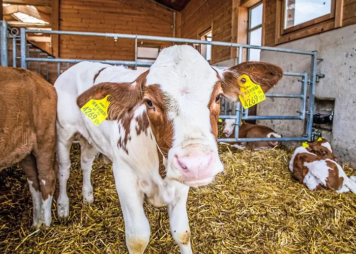 Hanserbauer-2 By Interhome 萨菲登安斯泰内嫩米尔