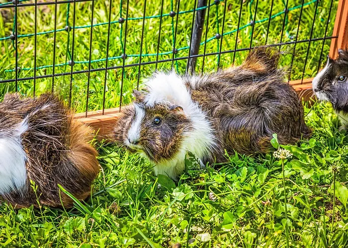 Hanserbauer-2 By Interhome 公寓 *