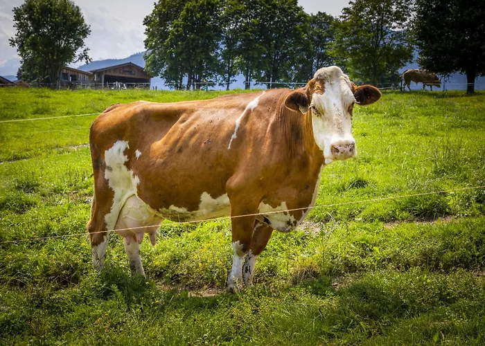 Hanserbauer-2 By Interhome Apartamento Saalfelden